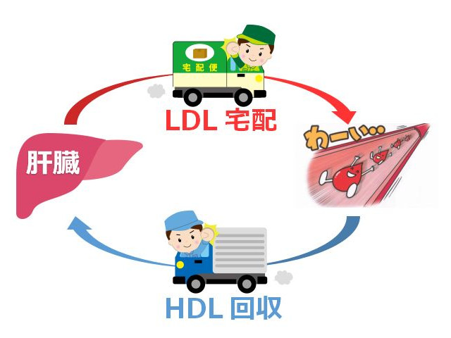 LDLとHDLコレステロール