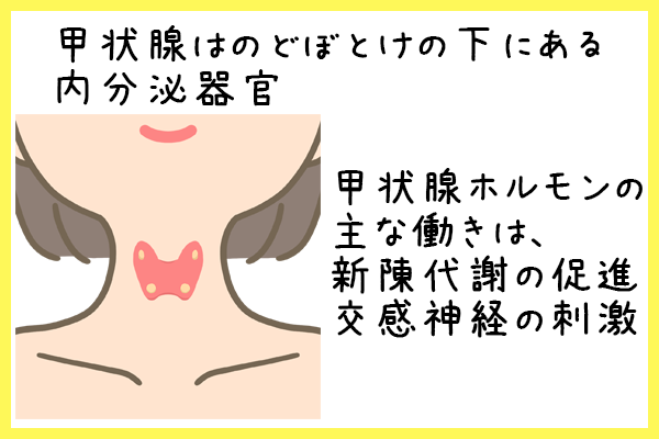 甲状腺ホルモンのはたらき
