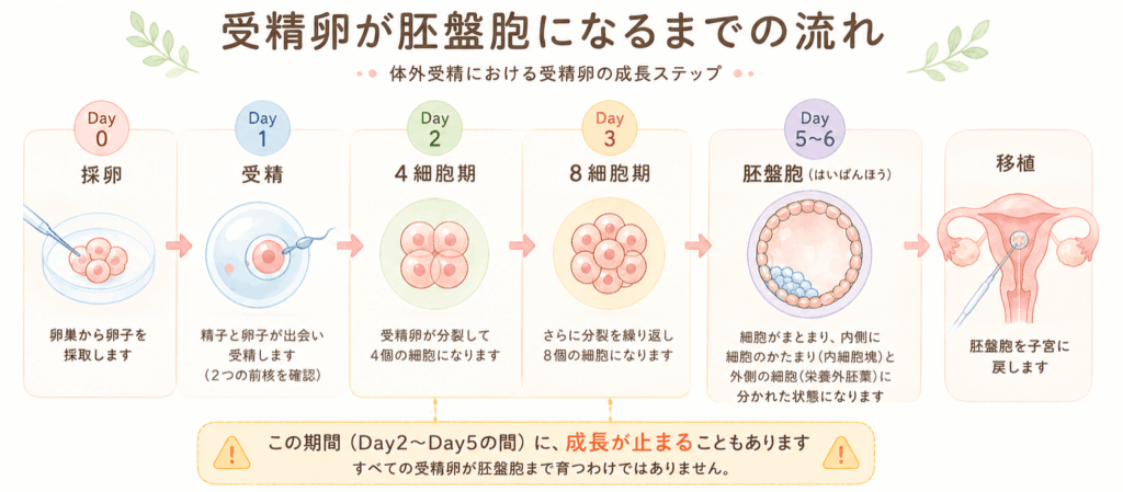 受精卵の成長