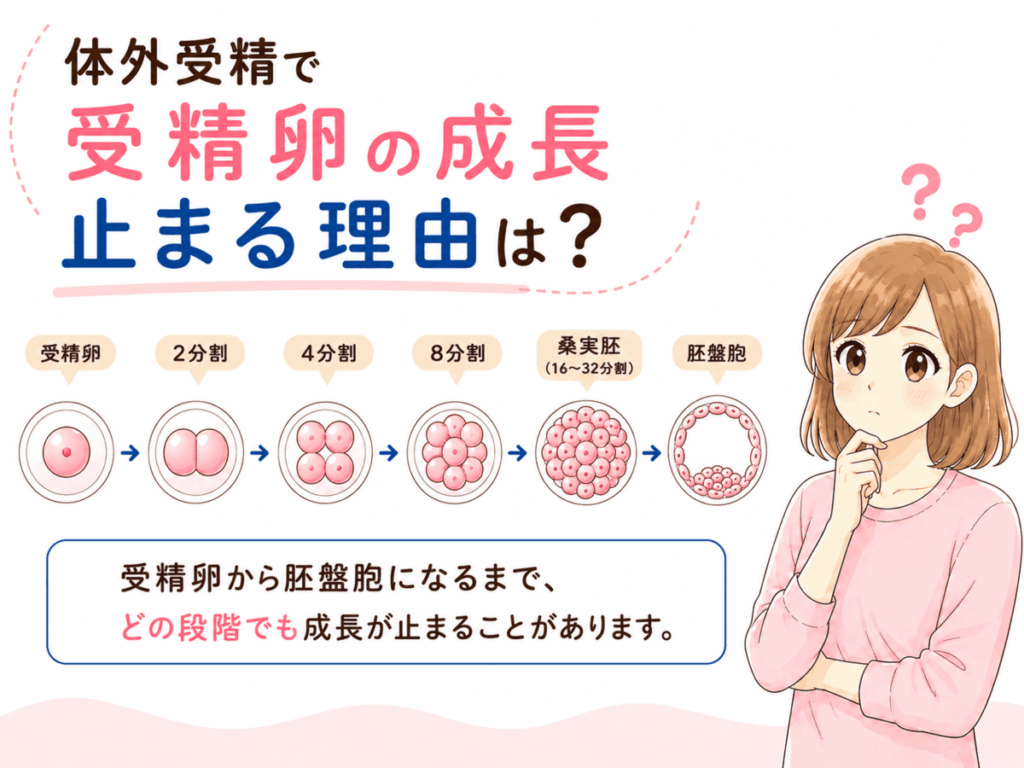 受精卵の成長がとまる理由は?